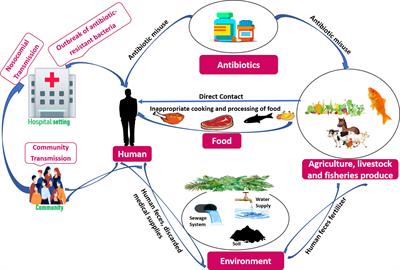 Evolution and implementation of One Health to control the dissemination of antibiotic-resistant bacteria and resistance genes: A review